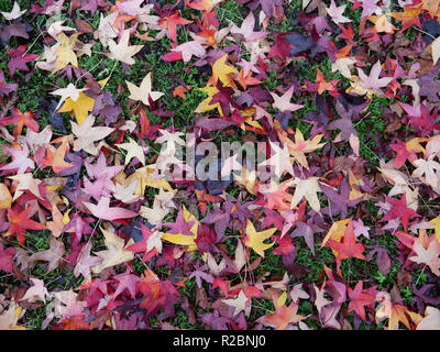 Feuilles mortes offrant des couleurs de saison en novembre dans les jardins, les parcs et le long des rues et des espaces publics. Londres, Royaume-Uni. Banque D'Images