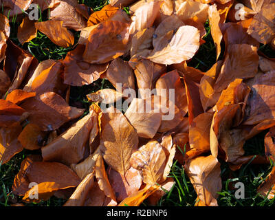 Feuilles mortes offrant des couleurs de saison en novembre dans les jardins, les parcs et le long des rues et des espaces publics. Londres, Royaume-Uni. Banque D'Images