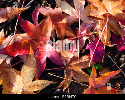 Feuilles mortes offrant des couleurs de saison en novembre dans les jardins, les parcs et le long des rues et des espaces publics. Londres, Royaume-Uni. Banque D'Images