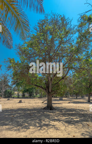 La vue d'un manguier, Mangifera, dans l'île de Mussulo, Angola Banque D'Images