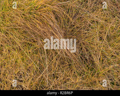 La texture de l'herbe sèche réel Banque D'Images