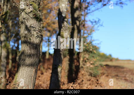 Rangée de troncs d'arbres en forêt sur sunshine Banque D'Images