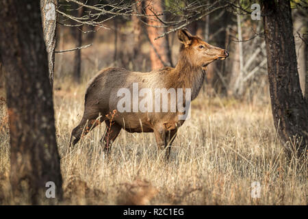 Un majestueux wapiti femelle dans une forêt près de Thompson Falls, Montana. Banque D'Images