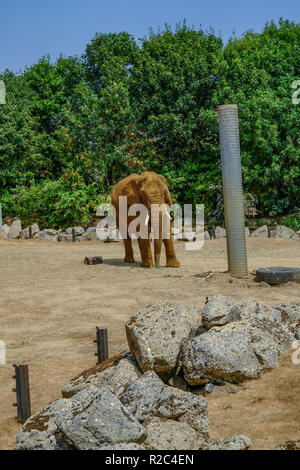 Colchester, Essex, UK - Juillet, 27, 2018 : grand éléphant unique, tous les poussiéreux et couvert de boue, debout dans sa résidence au zoo. Banque D'Images