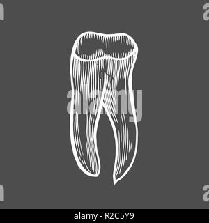 Vector illustration gravure très détaillées d'une dent humaine dessiné à la main isolé sur fond noir Illustration de Vecteur