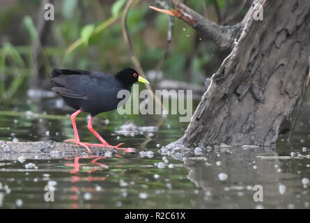 Un butor (Amaurornis flavirostra) sur le bord du lac Mburo. Parc national du lac Mburo, en Ouganda. Banque D'Images