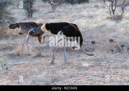 Paire d'autruche commune (Struthio camelus) au Kenya, Afrique de l'Est Banque D'Images