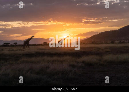 La silhouette des girafes avec coucher de soleil africain au Kenya Banque D'Images