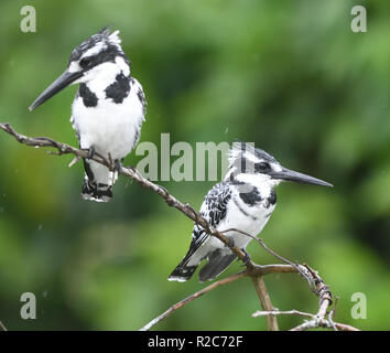 Mâle (à droite) et femelle (à gauche), le martin-pêcheur pie (Ceryle rudis) perché sur une branche au-dessus du lac Mburo. Parc national du lac Mburo, en Ouganda. Banque D'Images