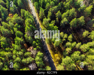 Très belle route à travers la forêt de pins à feuilles persistantes sur la journée ensoleillée. Eco tourisme et voyage concept. Drone aérien virew