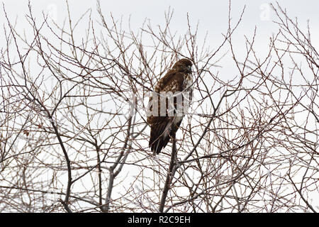 Hawk à Lac Klamath inférieur Banque D'Images