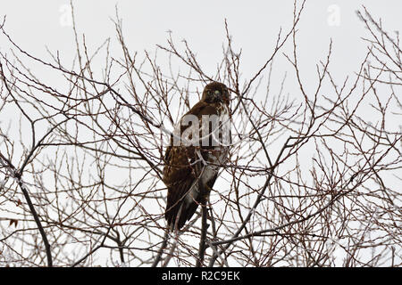 Hawk à Lac Klamath inférieur Banque D'Images