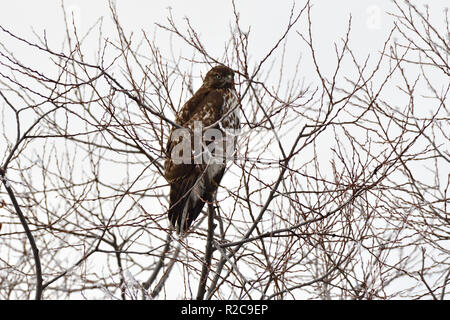 Hawk à Lac Klamath inférieur Banque D'Images