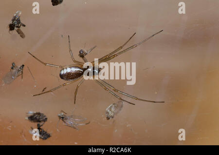 Bol et napperon Weaver, Frontinella communis Banque D'Images