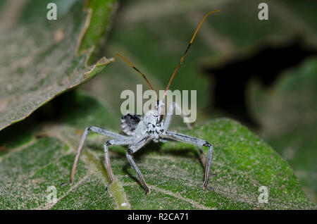 Arilus cristatus, Bug de roue, nymphe Banque D'Images