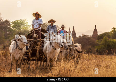 L'arrière du transport rural birman avec deux bœufs tirant charrette sur route poussiéreuse sur le champ arrière-plan, les pagodes de Bagan Myanmar (Birmanie) Banque D'Images