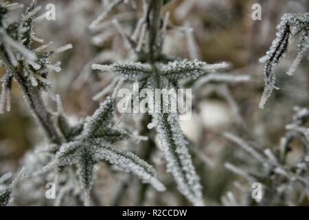 Feuilles de chardon vert couvert de givre à l'extérieur croissant en hiver dans une vue de côté de la météo et conceptuel des saisons Banque D'Images