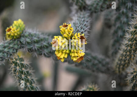 Une belle avec un cactus fleurs jaune Banque D'Images