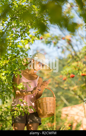 Jeune femme sur une échelle à partir de la cueillette des prunes un prunier sur une belle journée ensoleillée Banque D'Images