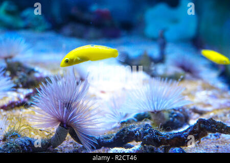 Halichoeres chrysus Wrasse, jaune, marine aquarium Banque D'Images