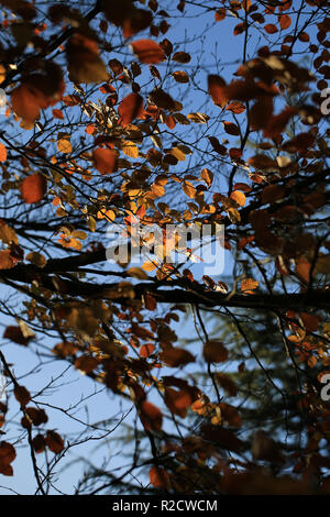 Collection de feuilles d'automne le comté de Kerry, Irlande Banque D'Images