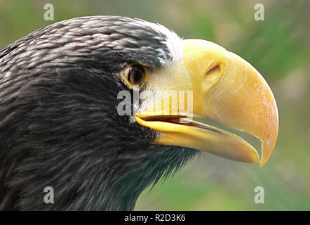 Aigle géant Banque D'Images