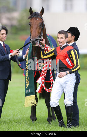 Kyoto, Japon. 18 Nov, 2018. Stelvio ( William Buick) les courses de chevaux : Jockey William Buick célèbre avec Stelvio après avoir remporté le championnat à 1,6 km Hippodrome de Kyoto à Kyoto, au Japon . Credit : Eiichi Yamane/AFLO/Alamy Live News Banque D'Images