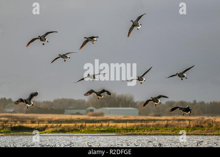 Burscough, Lancashire, UK Weather. 19 Nov, 2018. De grandes bandes d'oiseaux migrateurs et les oies arrivent à Martin simple, où ils recevront des rations alimentaires pendant les mois d'hiver. La réserve offre des protections aux vanneaux, Allemagne tadorne, Islandais de cygnes et autres espèces sauvages migratrices. /AlamyLiveNews MediaWorldImages : crédit. Banque D'Images