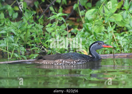 Un homme African finfoot Podica senegalensis) skulks (dans les zones de végétation sur le bord du lac Mburo. Parc national du lac Mburo, en Ouganda. Banque D'Images