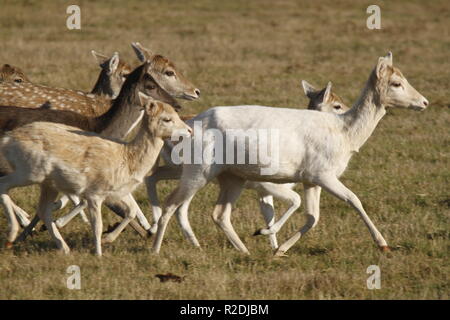 Le daim, Bradgate Park, Leicesershire, UK Banque D'Images