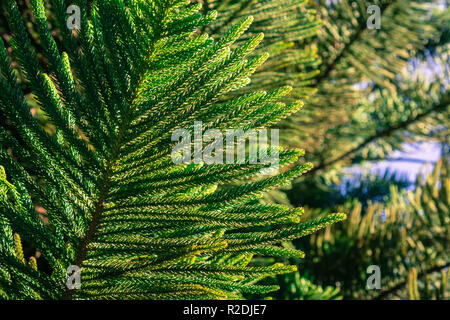 Close up d'Araucaria heterophylla (pin de Norfolk Island) branches, Californie Banque D'Images