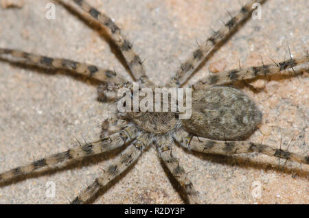 Thinlegged Wolf Spider, Pardosa sp. Banque D'Images