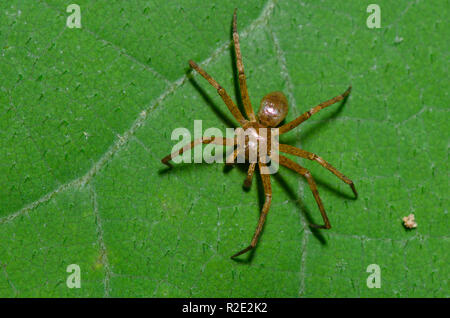 Araignée Crabe métallique, Philodromus marxi, homme Banque D'Images