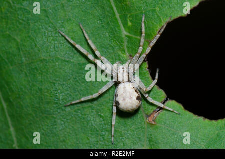 Araignée Crabe métallique, Philodromus marxi, femme Banque D'Images