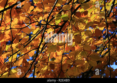 Collection de feuilles aux couleurs automnales le comté de Kerry, Irlande Banque D'Images