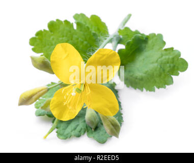 Une plus grande chélidoine. Fleur jaune avec des feuilles vertes sur fond blanc. Banque D'Images