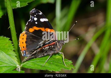 L'amiral rouge, Vanessa atalanta Banque D'Images