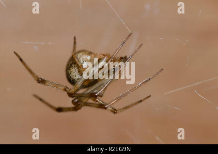 Maison commune Spider, Parasteatoda tepidariorum, femme Banque D'Images