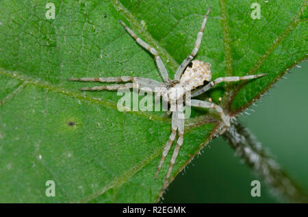 Araignée Crabe métallique, Philodromus marxi, femme Banque D'Images