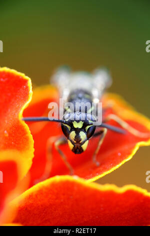 Jaune commun-veste ou d'une guêpe Vespula Vulgaris, Européenne Banque D'Images