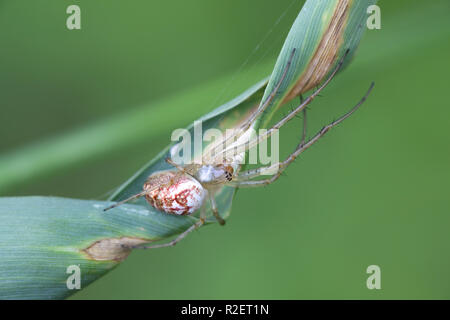 Orb-spider, Metellina mengei tissage/segmentata Banque D'Images