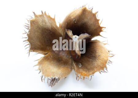 Hêtre européen (Fagus sylvatica) mâts et macro noix Banque D'Images