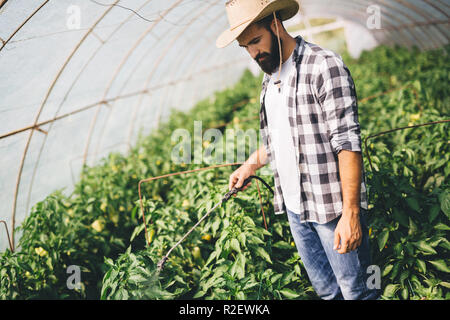 Jeune agriculteur protéger ses plantes avec des produits chimiques Banque D'Images