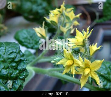 fleur de tomate Banque D'Images