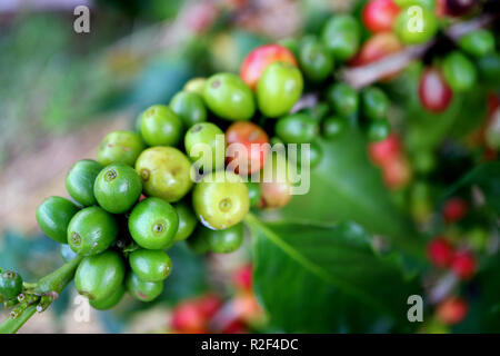 Fermé bande de jeunes vert éclatant les cerises de café sur la branche Banque D'Images