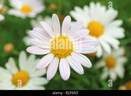 Daisy rose pâle fermée avec fleurs marguerites blanches floues en arrière-plan Banque D'Images