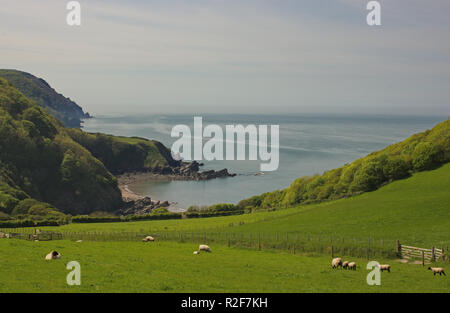 La côte nord du Devon sur le bord de l'Angleterre, d'Exmoor. Avec des moutons dans le champ et petite plage. Banque D'Images