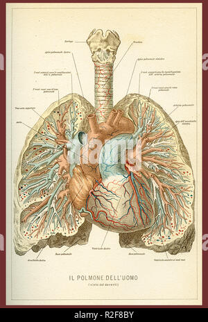 Vintage table des couleurs de l'anatomie, les poumons et le coeur la circulation du sang avec des descriptions anatomiques Italien Banque D'Images