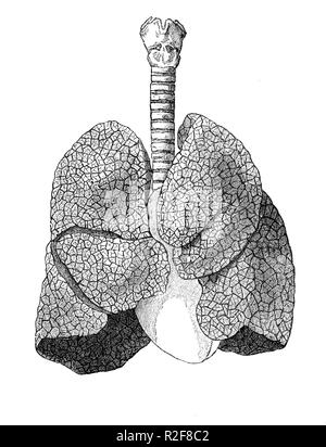 Vintage illustration de l'anatomie, les poumons et la trachée Banque D'Images