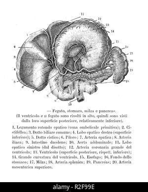 Vintage illustration de l'anatomie, les organes abdominaux : foie, estomac, rate et pancréas italien avec des descriptions anatomiques Banque D'Images
